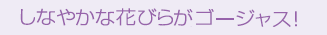 ���Ȃ₩�ȉԂт炪�S�[�W���X�I